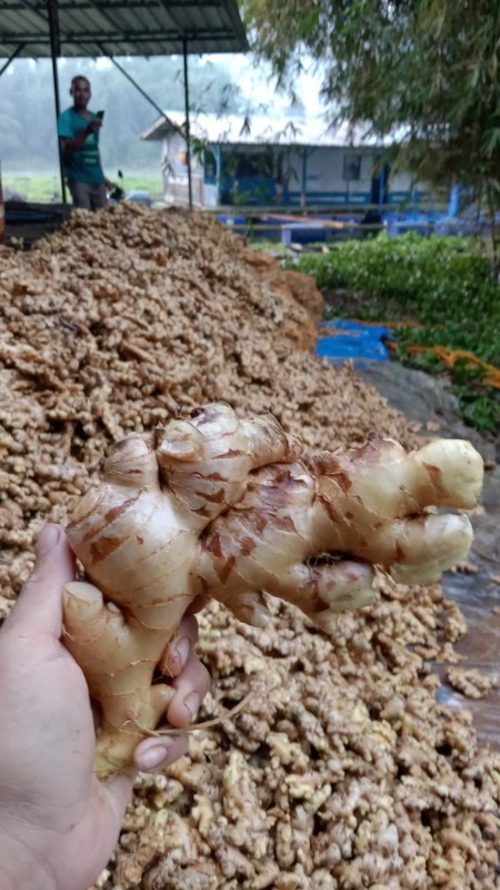Fresh Elephant Ginger from Indonesia